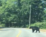 a bear walks across a two lane road going through a forest
