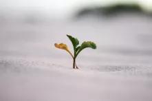 plant sprout pokes out of dirt