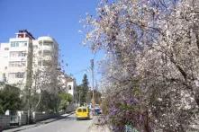 uphill street with cherry blossoms in the foreground and a midrise building on the right