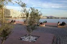 tree in a plaza in front of a harbor with apartment buildings across the water