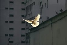 a dove flies in a city