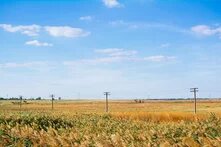 power lines through a wheat field on a sunny day in Ukraine