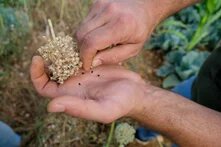 hand holding onion seeds