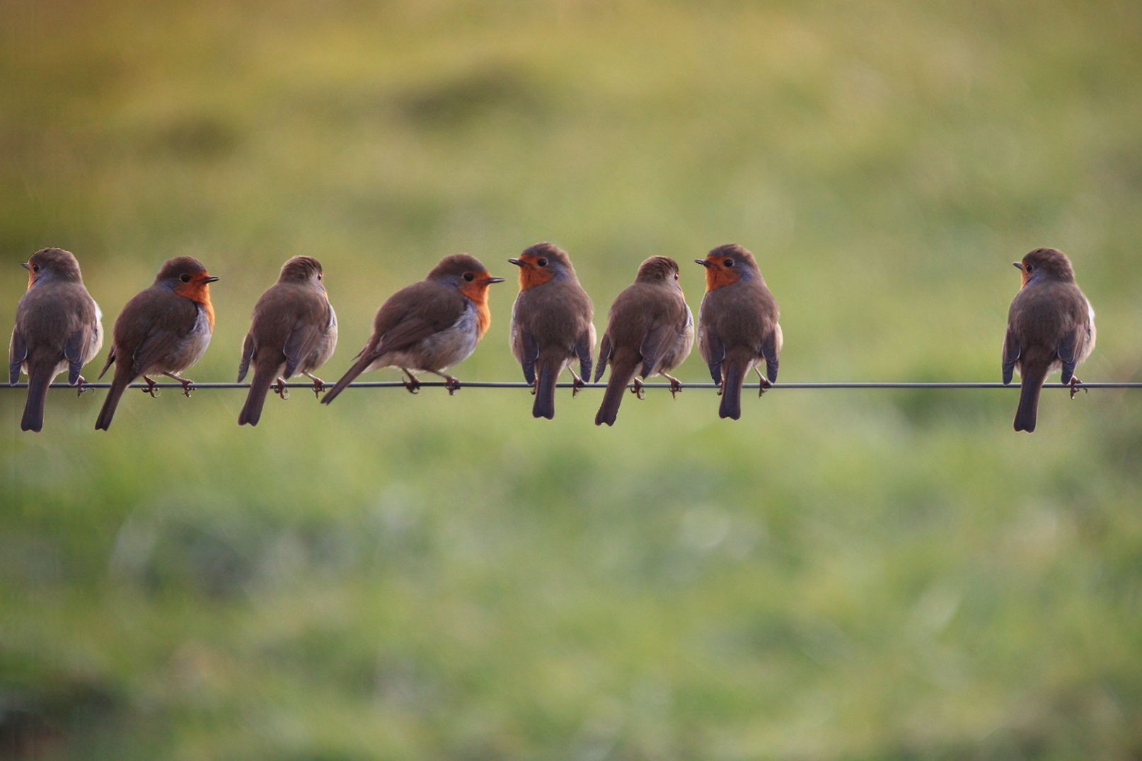The Outcast