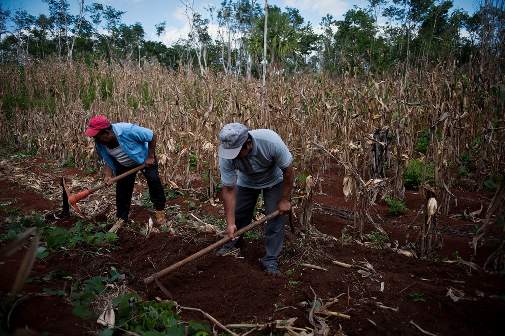 Tabi, an indigenous community affected by climate change